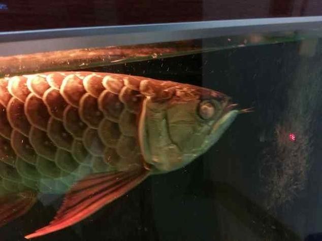 龍魚蒙眼晚期能治療好嗎圖片