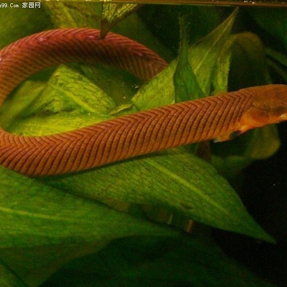 恐龍魚又叫什么魚