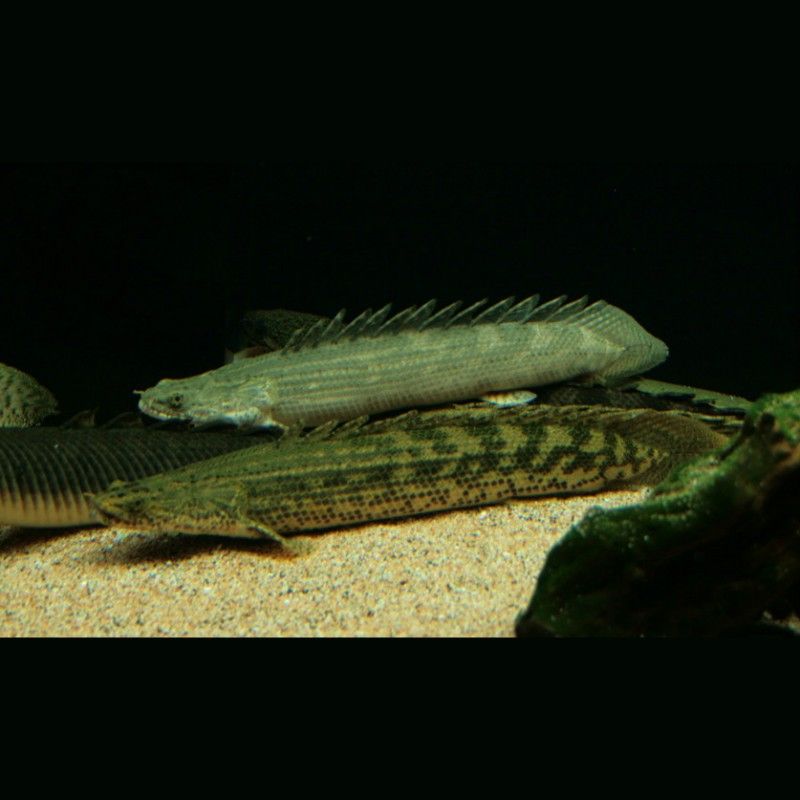 恐龍魚又叫什么魚