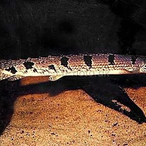 恐龍魚又叫什么魚