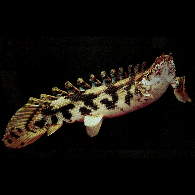 恐龍魚又叫什么魚