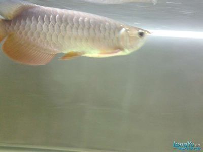 寶石龍魚價格走勢（寶石龍魚價格行情_龍魚價格走勢）