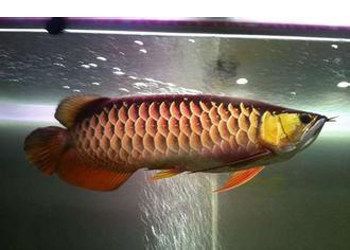 寶石龍魚價格走勢（寶石龍魚價格行情_龍魚價格走勢）