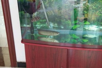 龍魚(yú)如何麻醉（給龍魚(yú)進(jìn)行手術(shù)或其他需要麻醉的操作時(shí)）