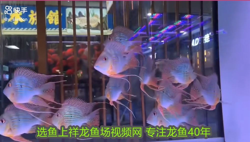 怎樣養金龍魚狀態最棒：怎樣養出金龍魚最好的狀態，全面指南