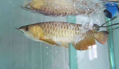 龍魚用多大的缸：選擇合適的魚缸尺寸需要考慮到龍魚的品種、大小以及個(gè)人實(shí)際條件