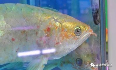金龍魚和紅龍魚的壽命：金龍魚和紅龍魚的壽命是否相當長？