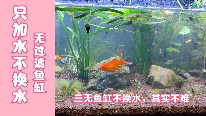 魚缸如果沒有過濾器（如何自制簡易魚缸過濾器魚缸換水的最佳時間和步驟）