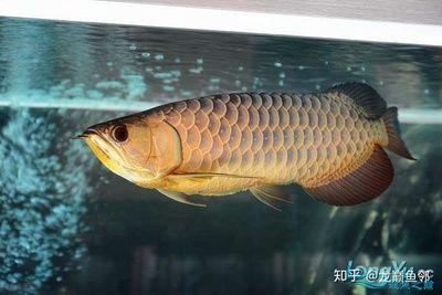 買龍魚到哪個平臺最好賣：購買龍魚的最佳平臺 買龍魚到哪個平臺最好賣：購買龍魚的最佳平臺 龍魚百科 第2張