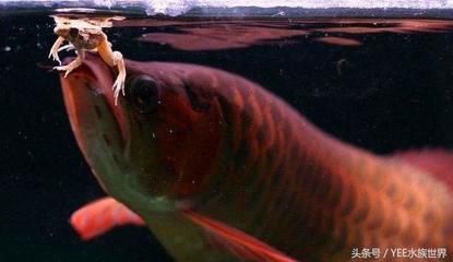 龍魚吃水果嗎：龍魚可以吃水果嗎