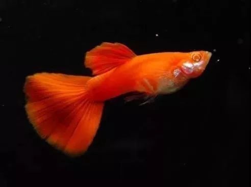 龍魚缸水草施肥后需要換水嗎？