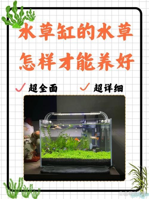 龍魚缸水草施肥后需要換水嗎？