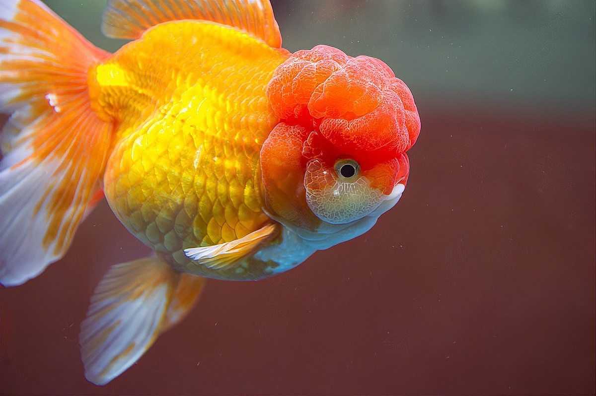 金龍魚苗的畸形率通常是多少？