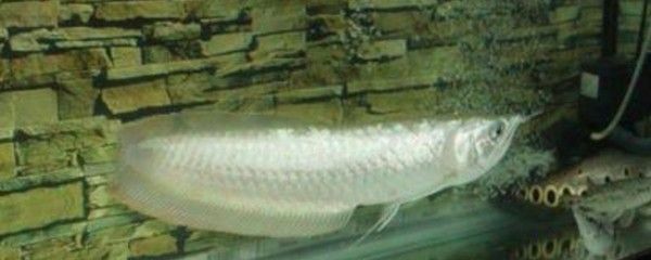 銀龍魚身子有點駝背怎么回事圖片（銀龍魚駝背可能由多種因素引起，）