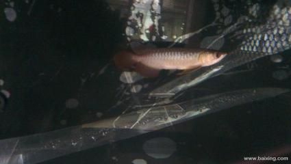 紅龍魚喂什么好看又好養（紅龍魚喂什么最好紅龍魚飼養方法全攻略） 紅龍魚喂什么好看又好養（紅龍魚喂什么最好紅龍魚飼養方法全攻略） 龍魚百科 第1張