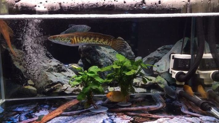 黃金眼鏡蛇雷龍魚能和什么魚混養（飼養黃金眼鏡蛇雷龍魚需要注意的幾點）