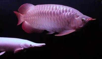 紅龍魚體型的類型（紅龍魚各品種的區分掃盲你知道嗎紅龍魚的體型類型多樣）