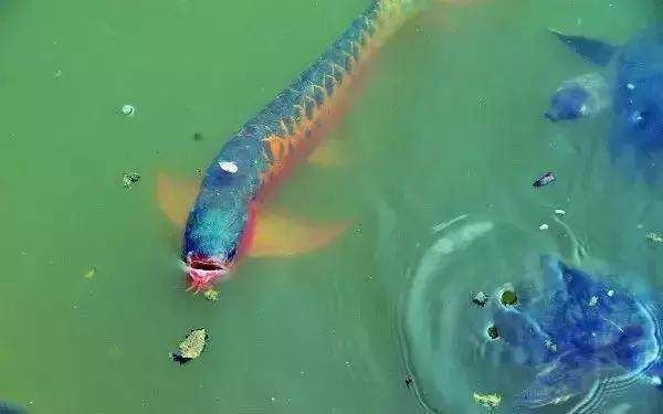 龍魚吃鯽魚嗎：龍魚可以吃鯽魚嗎