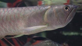 金龍魚魚鱗上有黑斑點：金龍魚魚鱗上出現黑斑點可能是由于以下幾個原因引起的