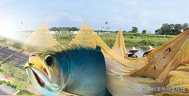 天津龍魚批發市場周三晚上