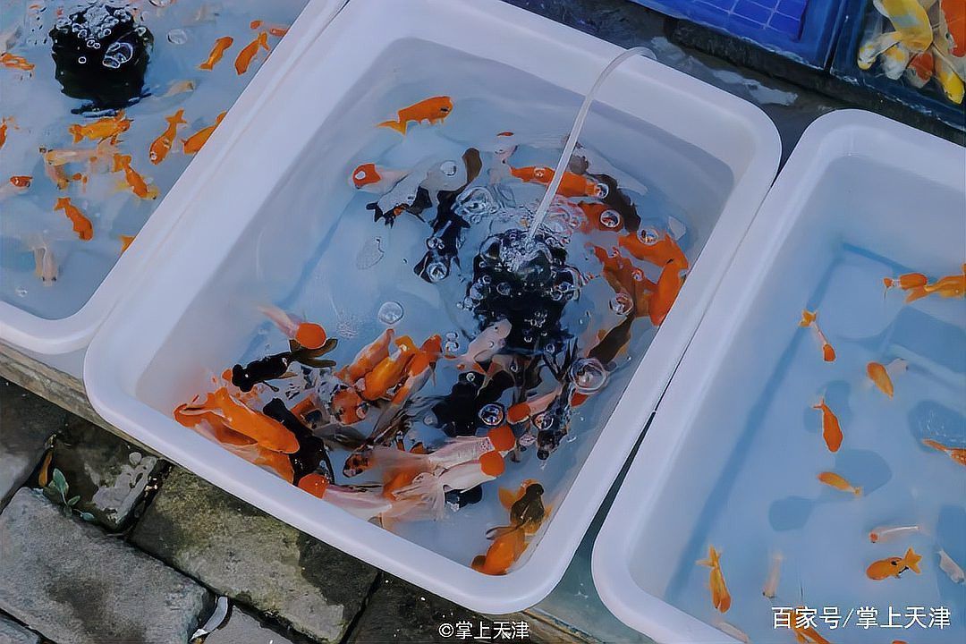 天津龍魚批發市場周三晚上