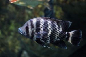 龍魚和虎鯊可以混養嗎：龍魚和虎鯊可以混養嗎？