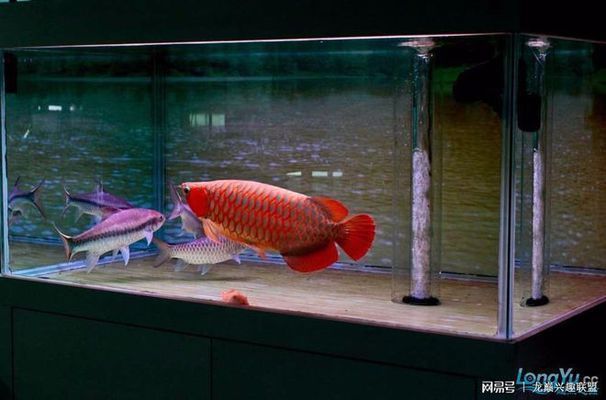 龍魚缸多少度最合適：龍魚麻醉后的護理