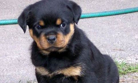 龍魚缸多少度最合適：龍魚麻醉后的護理