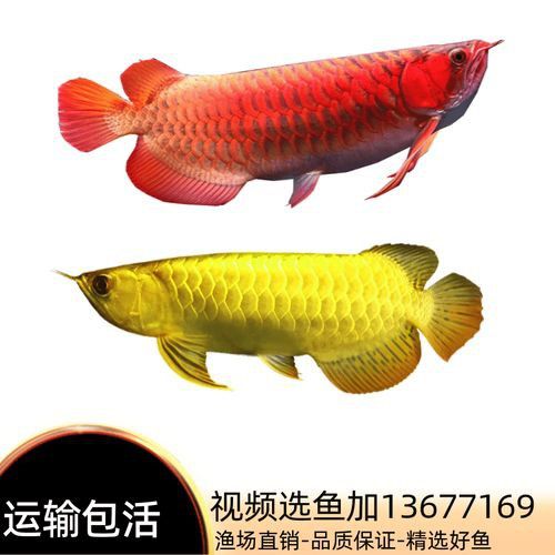 純種金龍魚圖片