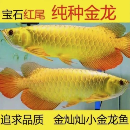 純種金龍魚圖片