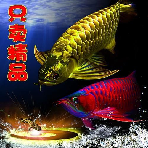 純種金龍魚圖片