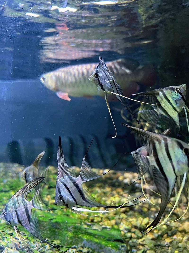 純種金龍魚圖片