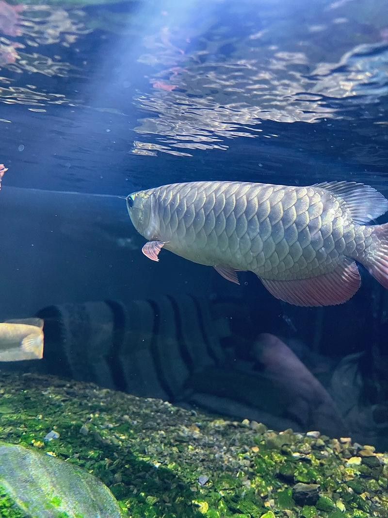 純種金龍魚圖片