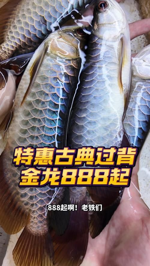 純種金龍魚圖片