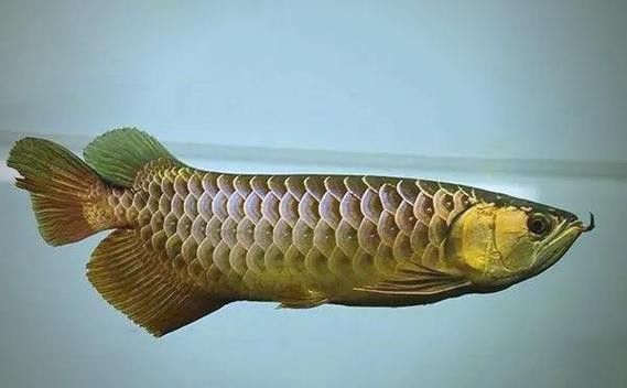 純種金龍魚圖片