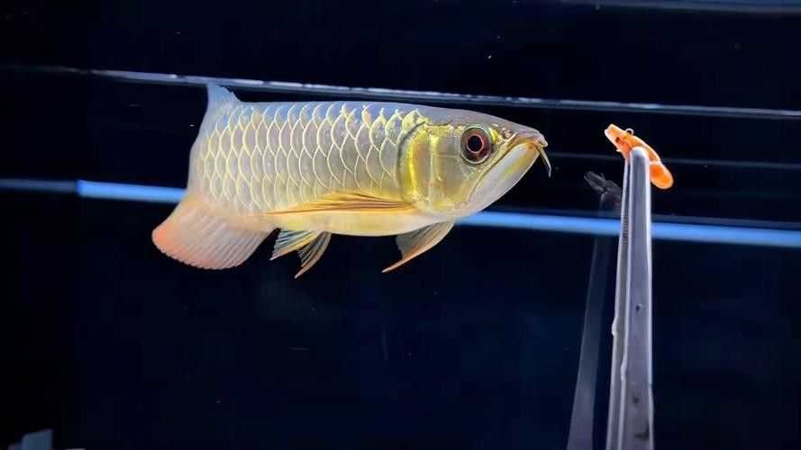 純種金龍魚圖片