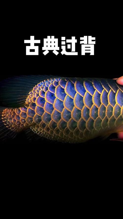 純種金龍魚圖片