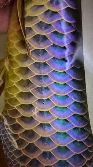 純種金龍魚圖片