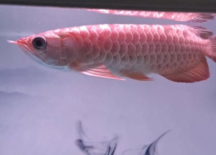 純種金龍魚圖片