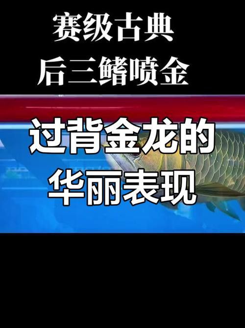 純種金龍魚圖片
