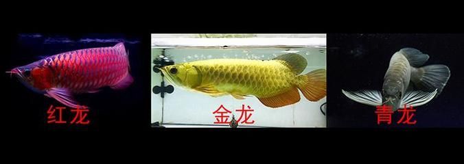 如何糾正龍魚體型（糾正龍魚體型需要綜合考慮多個方面，可以幫助龍魚恢復正常體型）