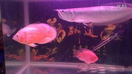 龍魚吃烏龜會(huì)怎么樣：龍魚吃烏龜會(huì)導(dǎo)致一方成為另一方的食物鏈，龍魚吃烏龜會(huì)怎么樣