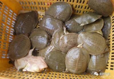 龍魚吃烏龜會(huì)怎么樣：龍魚吃烏龜會(huì)導(dǎo)致一方成為另一方的食物鏈，龍魚吃烏龜會(huì)怎么樣