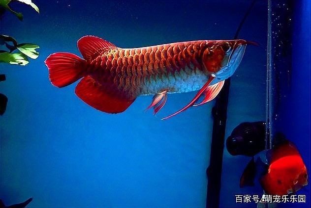 龍魚是冷水魚還是熱水魚好