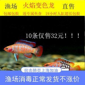 送龍魚有講究嗎：關(guān)于送龍魚的講究