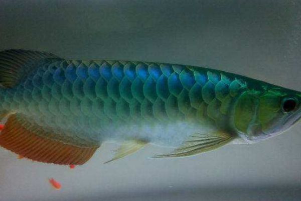 藍底過背金龍魚發色過程：藍底過背金龍魚的發色過程