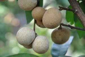 龍眼白霧病多久防治一次？