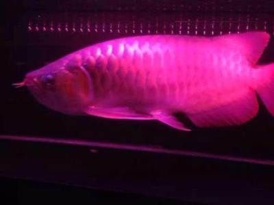 雷龍魚縮鰭趴缸蹭底砂可能是由于水質不良或者受到驚嚇浴：雷龍魚一直趴缸什么原因