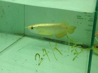 雷龍魚縮鰭趴缸蹭底砂可能是由于水質不良或者受到驚嚇浴：雷龍魚一直趴缸什么原因