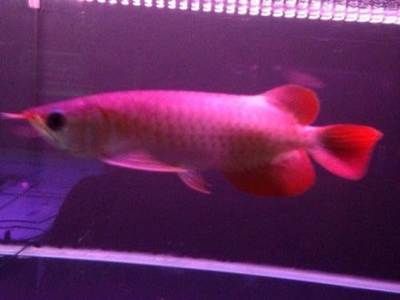 雷龍魚縮鰭趴缸蹭底砂可能是由于水質不良或者受到驚嚇浴：雷龍魚一直趴缸什么原因